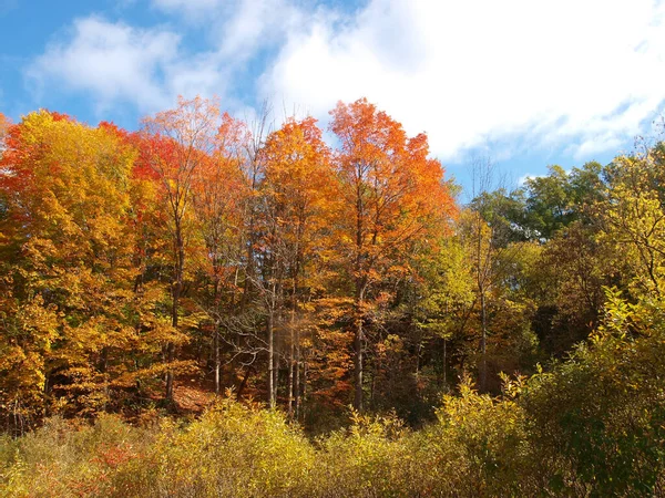 Piękny Jesienny Krajobraz Drzewami Jesiennych Kolorach — Zdjęcie stockowe