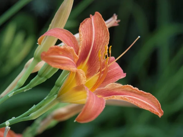 Ένα Κοντινό Πλάνο Ενός Όμορφου Πορτοκαλί Λουλουδιού Κρίνου Έναν Κήπο — Φωτογραφία Αρχείου