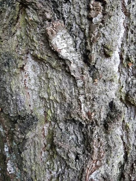 Вертикальный Снимок Текстуры Коры Мокрого Дерева — стоковое фото