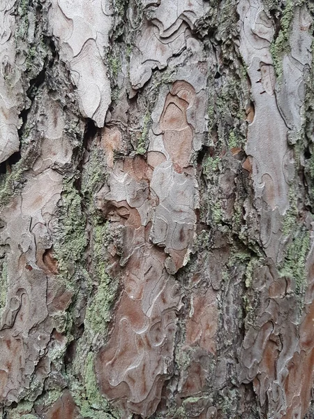 Een Verticaal Shot Van Een Natte Boom Dop Textuur — Stockfoto