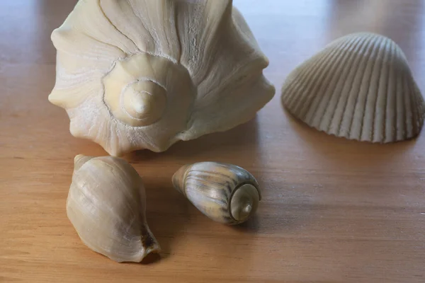 Tahta Bir Üste Süs Olarak Salyangoz Deniz Kabukları — Stok fotoğraf