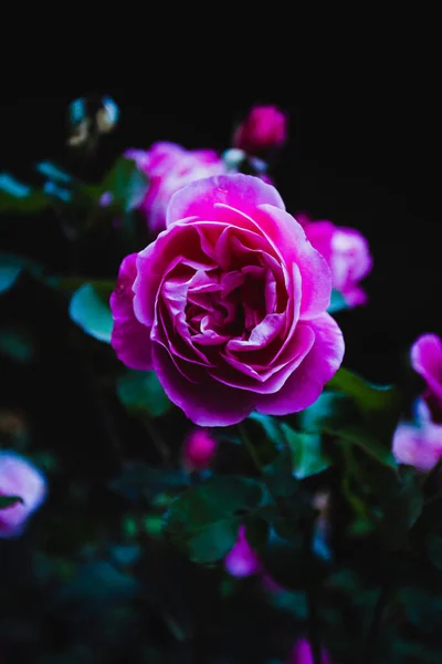 深色背景下美丽的粉红玫瑰的垂直特写 — 图库照片