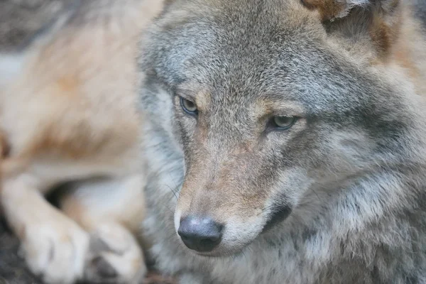 Retrato Lobo Cinzento Europeu Highland Wildlife Park Kincraig Kingussie Escócia — Fotografia de Stock