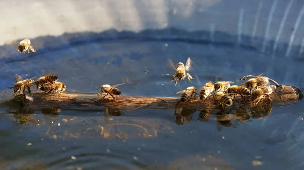 Primer Plano Una Rama Árbol Con Abejas Agua —  Fotos de Stock