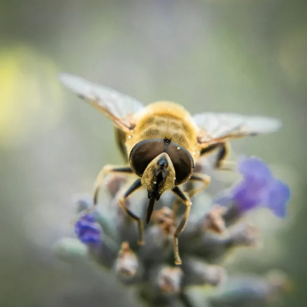 Gros Plan Une Abeille Sur Une Fleur — Photo