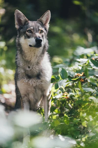 Selektiv Bedårande Glad Och Frisk Saarloos Varghund Skogen — Stockfoto