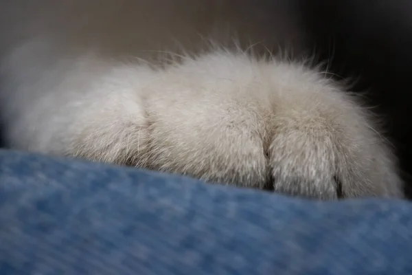 Eine Nahaufnahme Einer Niedlichen Katzenpfote — Stockfoto