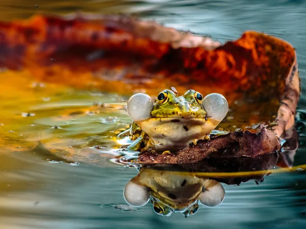 湖上一只青蛙的特写镜头 — 图库照片