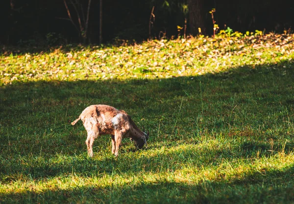 Koza Pasąca Się Zielonym Polu — Zdjęcie stockowe