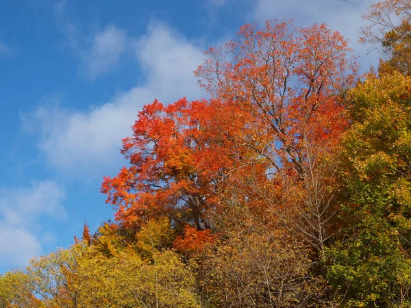 Uma Bela Paisagem Outono Com Árvores Cores Outono — Fotografia de Stock