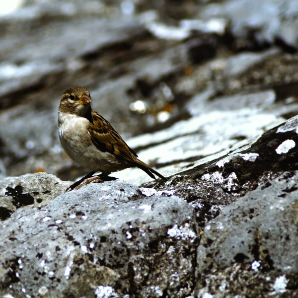 Gros Plan Petit Oiseau Sur Rocher — Photo