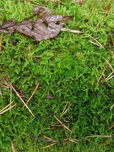 垂直拍摄的新鲜绿色苔藓 — 图库照片
