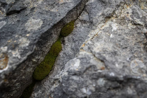 Μια Επιλεκτική Λήψη Πράσινων Βρύων Ένα Βράχο — Φωτογραφία Αρχείου