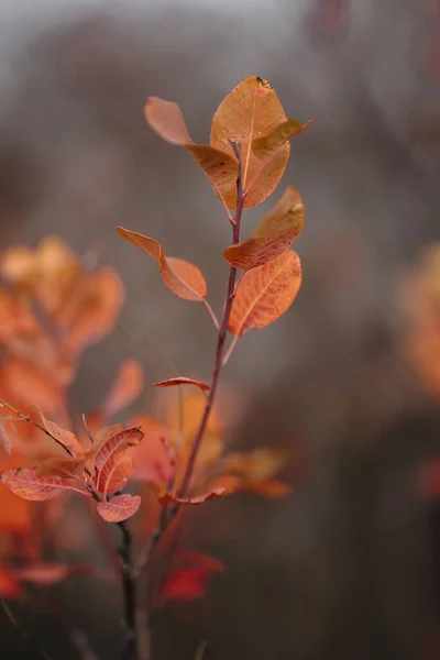 Vertical Shot Dried Leaf — Stockfoto