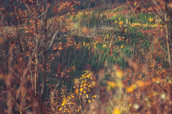 Uma Bela Paisagem Outono Com Árvores Coloridas — Fotografia de Stock
