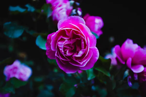 深色背景下美丽的粉红玫瑰的特写 — 图库照片