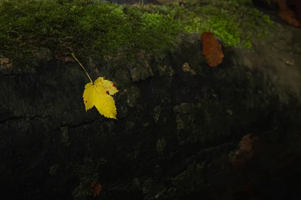 Ein Gelbes Blatt Auf Einem Mit Moos Bedeckten Felsen — Stockfoto