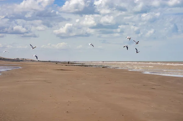 Gaivotas Voando Sobre Uma Praia Solitária Pescador Distância Céu Nublado — Fotografia de Stock