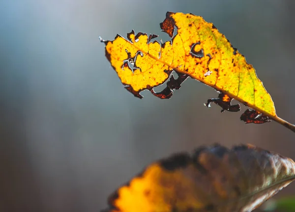 Крупный План Желтых Осенних Листьев — стоковое фото