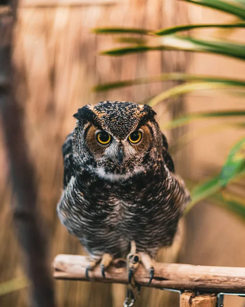 木の枝に立っているフクロウのクローズアップ — ストック写真