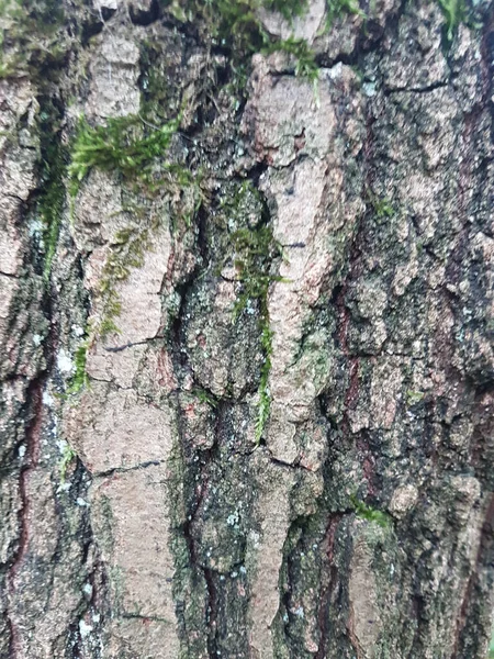 Colpo Verticale Struttura Della Corteccia Dell Albero — Foto Stock