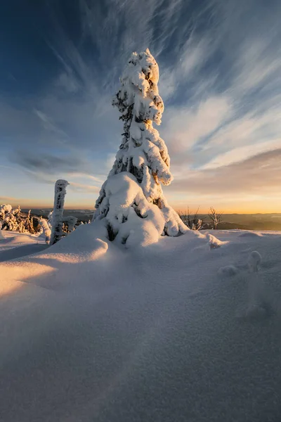 Eine Vertikale Aufnahme Des Schneebedeckten Baumes Schöne Landschaft — Stockfoto