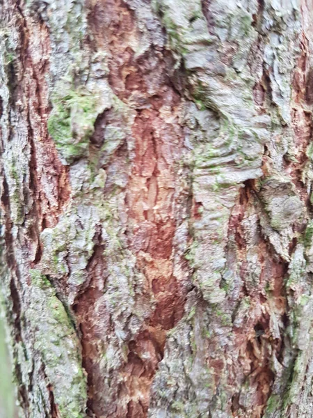 Eine Vertikale Aufnahme Einer Nassen Baumrindenstruktur — Stockfoto