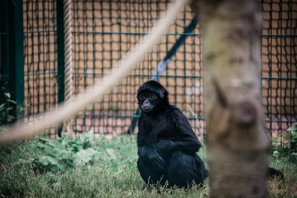 Крупним Планом Знімок Мавпи Клітці Зоопарку — стокове фото