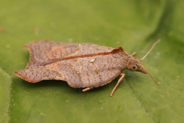 Close Kleine Bruine Pijlstaartmot Acleris Emargana Een Groen Blad — Stockfoto