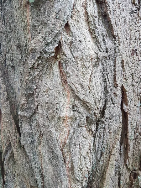 Vertikal Bild Träd Bark Struktur — Stockfoto