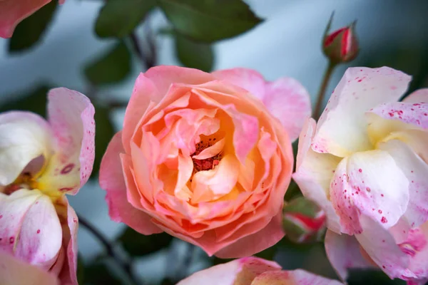 Tiro Foco Seletivo Belas Rosas Rosa — Fotografia de Stock