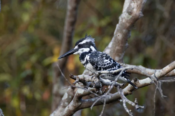 Tiro Perto Kingfisher Galho Uma Árvore Uma Floresta — Fotografia de Stock