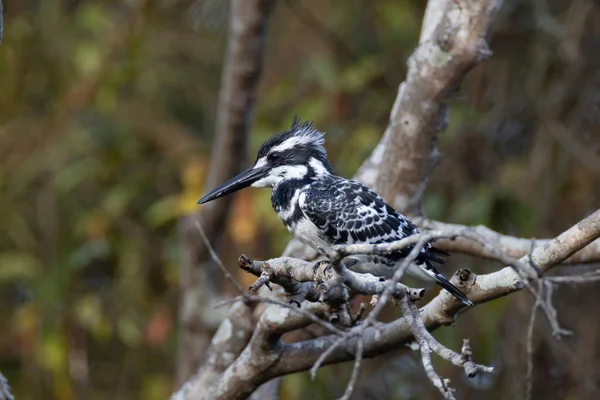 Primer Plano Martín Pescador Una Rama Árbol Bosque — Foto de Stock