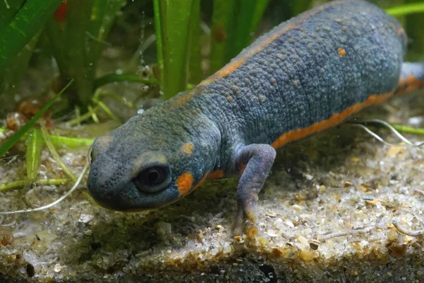 Chuxiong Fire Bellied Blue Tailed Fire Belied Newt Cynops Cyanurus — Stock Photo, Image
