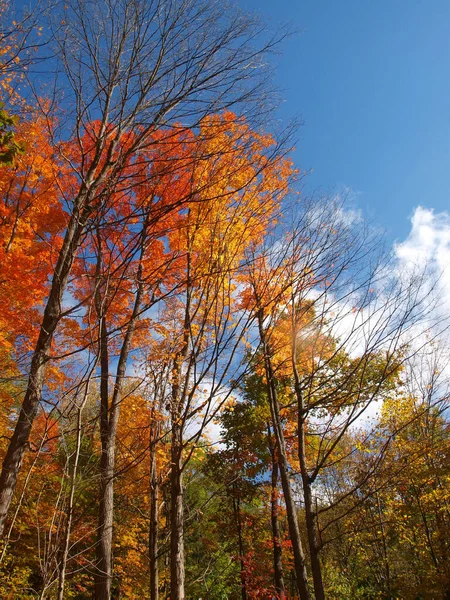 Uma Bela Paisagem Outono Com Árvores Cores Outono — Fotografia de Stock