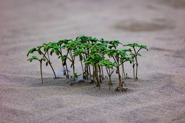 Крупный План Крошечных Растений Растущих Песках Пустыне Байовар Перу — стоковое фото