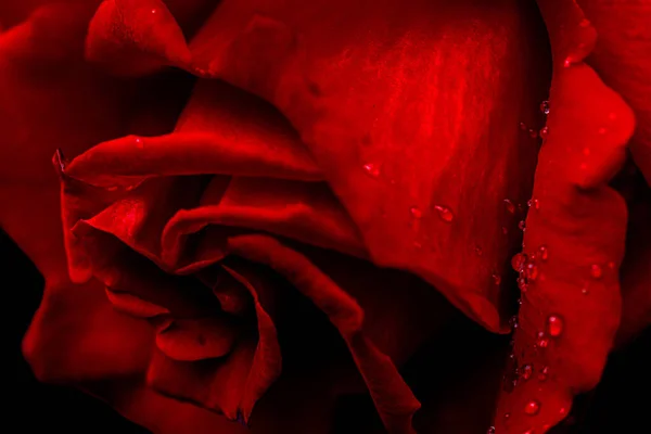 Detailní Záběr Červené Růže — Stock fotografie