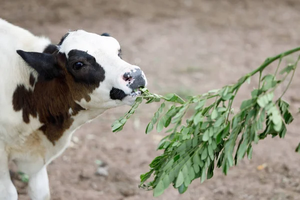 Primer Plano Una Vaca Comiendo Algunas Hojas Una Granja Durante —  Fotos de Stock