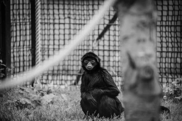 Una Hermosa Toma Mono Zoológico Escala Grises — Foto de Stock
