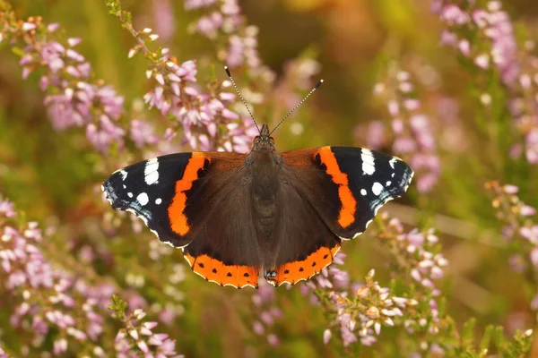 Крупный План Красочной Бабочки Ванессы Аталанты Открытыми Крыльями Потягивающей Нектар — стоковое фото