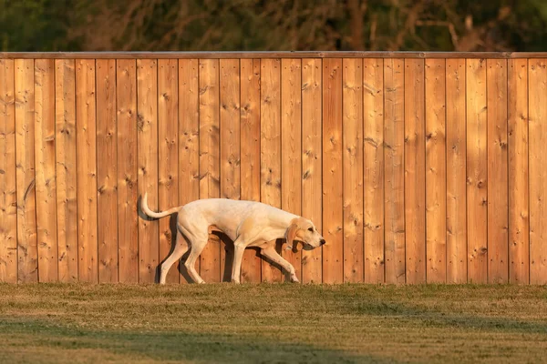 Chien Franche Comte Breed Dog Walking Field Fence — Zdjęcie stockowe