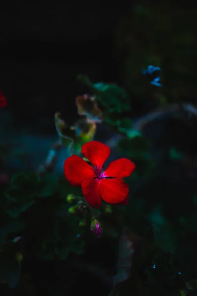 Een Verticale Close Van Scharlaken Geranium Donkere Achtergrond — Stockfoto