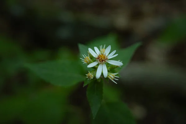 Close Shot Wildflower Growing Nature — Fotografia de Stock