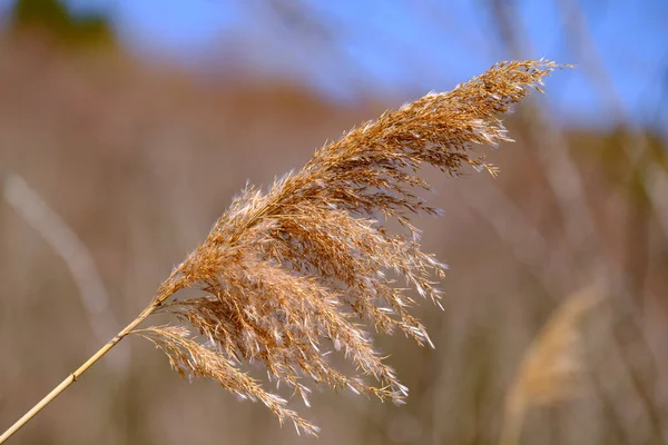 Primo Piano Una Pianta Cerealicola Che Cresce Nel Campo — Foto Stock