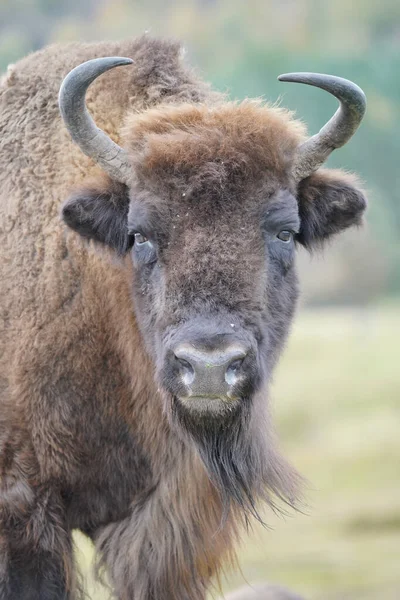 Plan Vertical Bison Dans Highland Wildlife Park Kincraig Kingussie Écosse — Photo