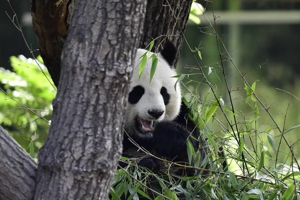 在模糊的背景下 动物园里一只熊猫的风景画 — 图库照片