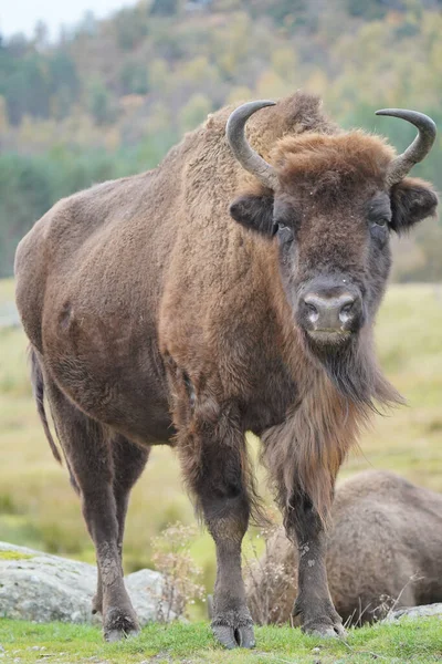 Egy Függőleges Lövés Egy Bölényről Highland Wildlife Parkban Kincraig Kingussie — Stock Fotó