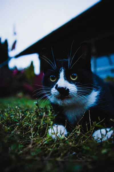 Een Verticaal Close Van Een Schattige Smoking Kat Buiten — Stockfoto