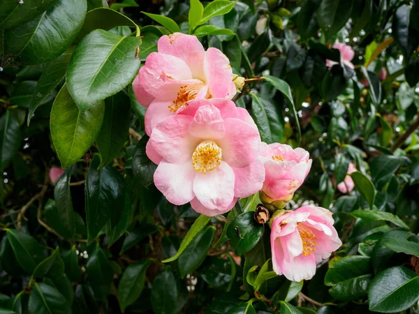 View Pink Japanese Camellia Camellia Japonica Flower — Stock fotografie