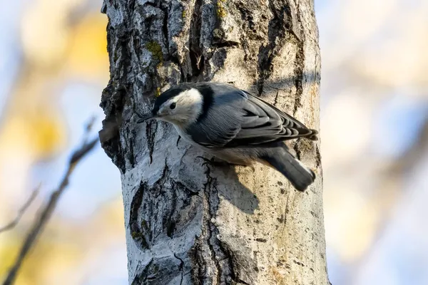 Gros Plan Oiseau Bruyère Poitrine Blanche Perché Sur Arbre — Photo